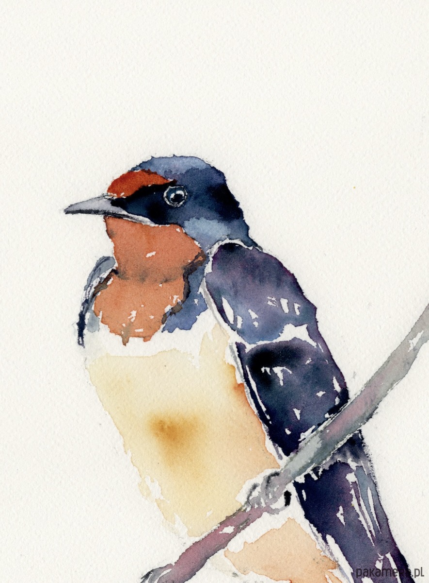 obrazy Oryginalna akwarela. Jaskółka 1