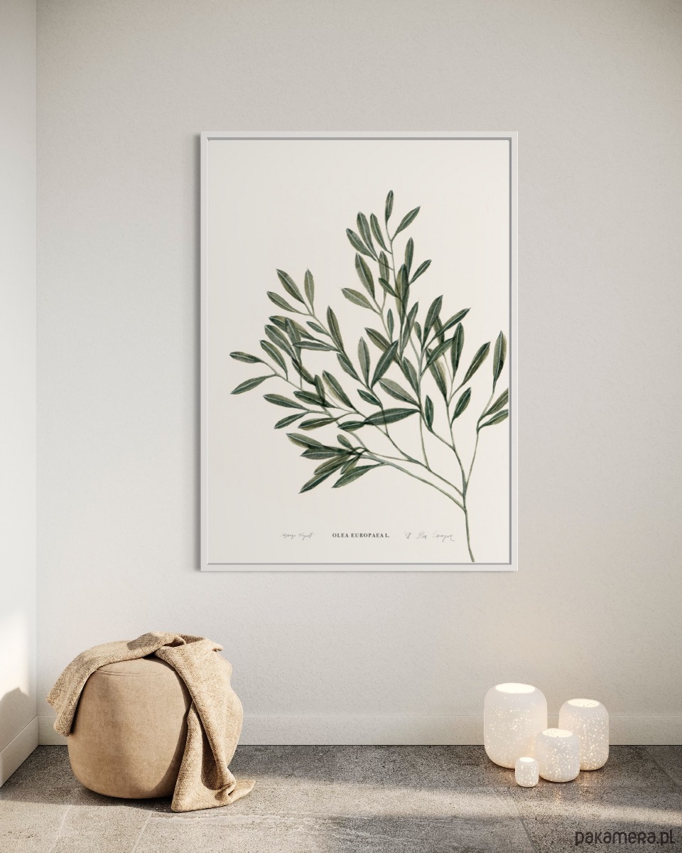 grafiki i ilustracje Olea Europea 2