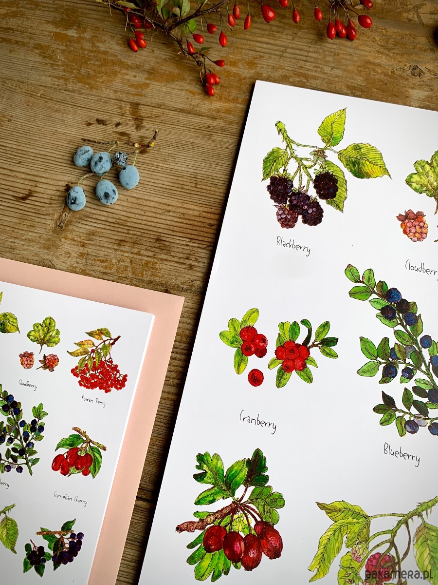 grafiki i ilustracje Owoce leśne- grafika na ścianę- ilustracja- las 3