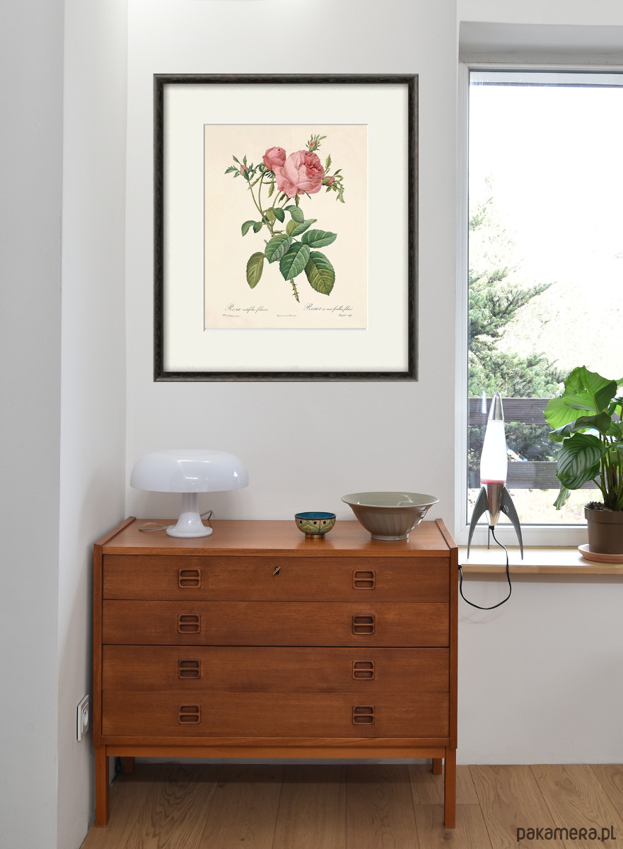 grafiki i ilustracje Róża stara Grafika  Rysunek kwiaty Ilustracja Druk Botaniczny prezent 7