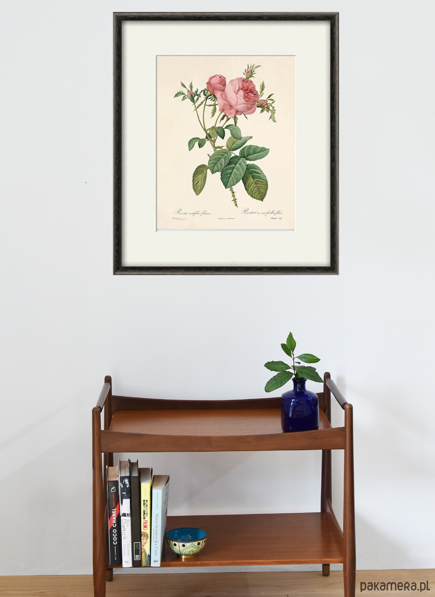 grafiki i ilustracje Róża stara Grafika  Rysunek kwiaty Ilustracja Druk Botaniczny prezent 5