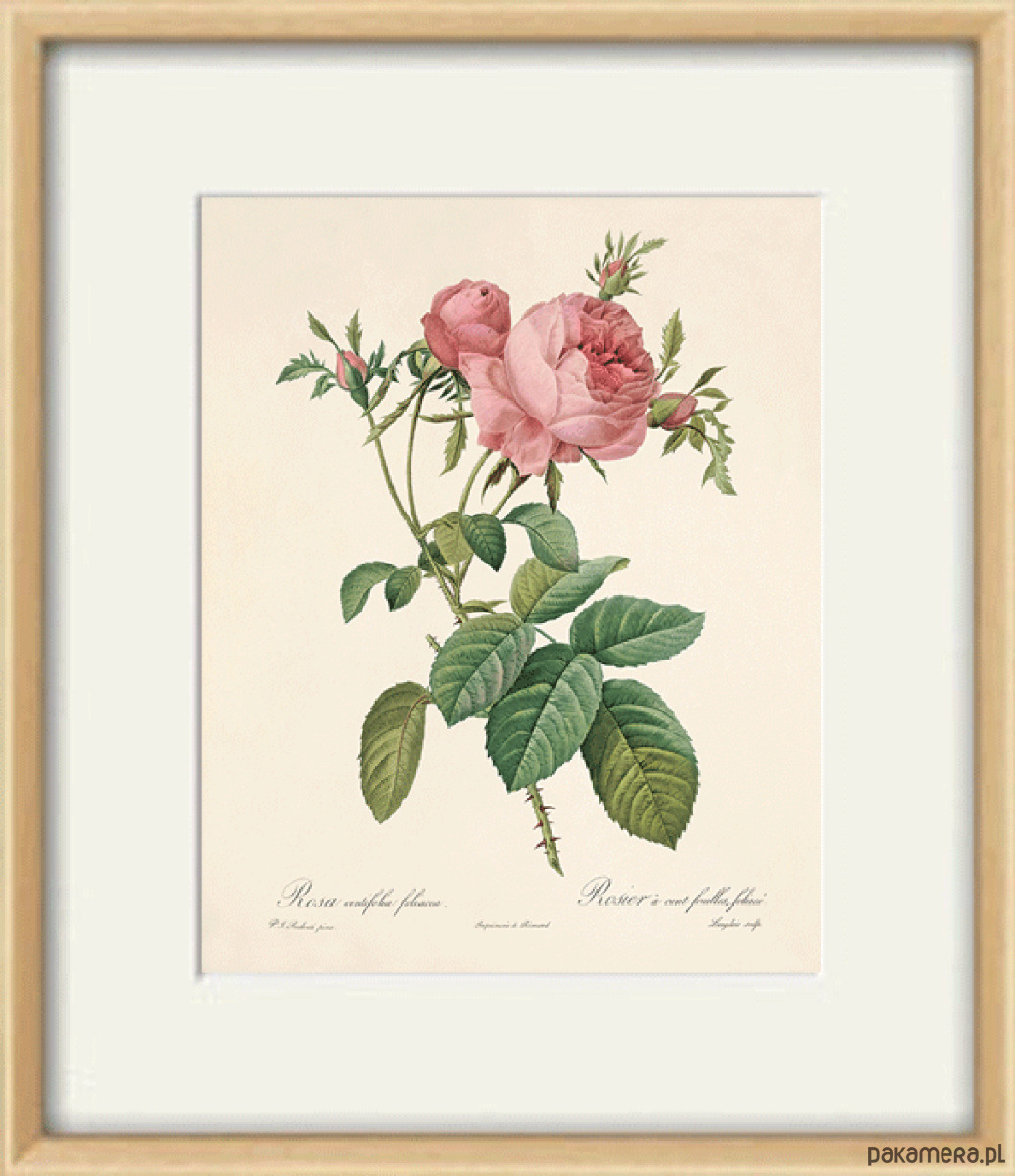 grafiki i ilustracje Róża stara Grafika  Rysunek kwiaty Ilustracja Druk Botaniczny prezent 2
