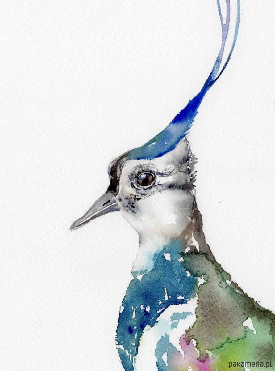 obrazy Oryginalna akwarela. Czajka 1