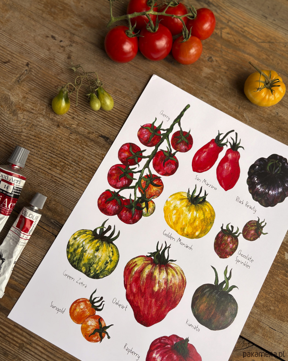 grafiki i ilustracje Pomidory- Grafika na ścianę- Ilustracja- Warzywniak 2