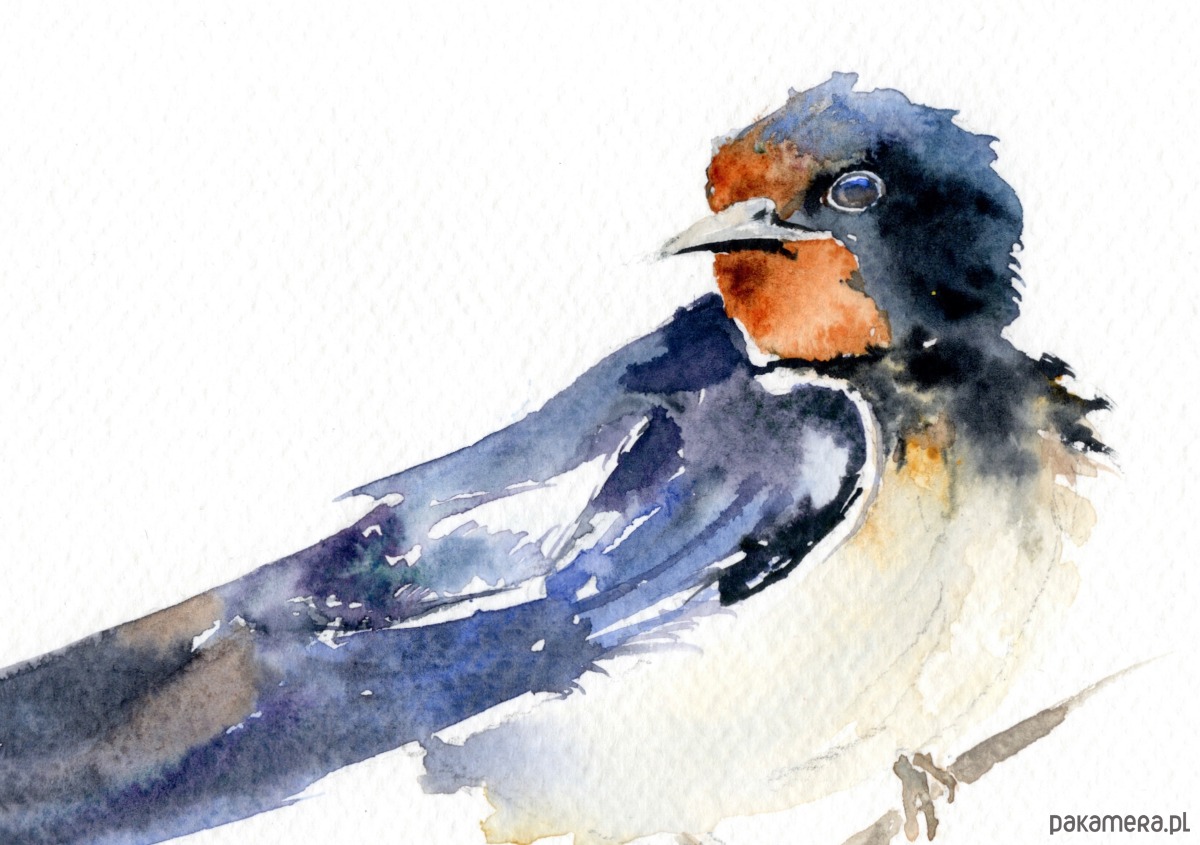 obrazy Oryginalna akwarela. Jaskółka 2