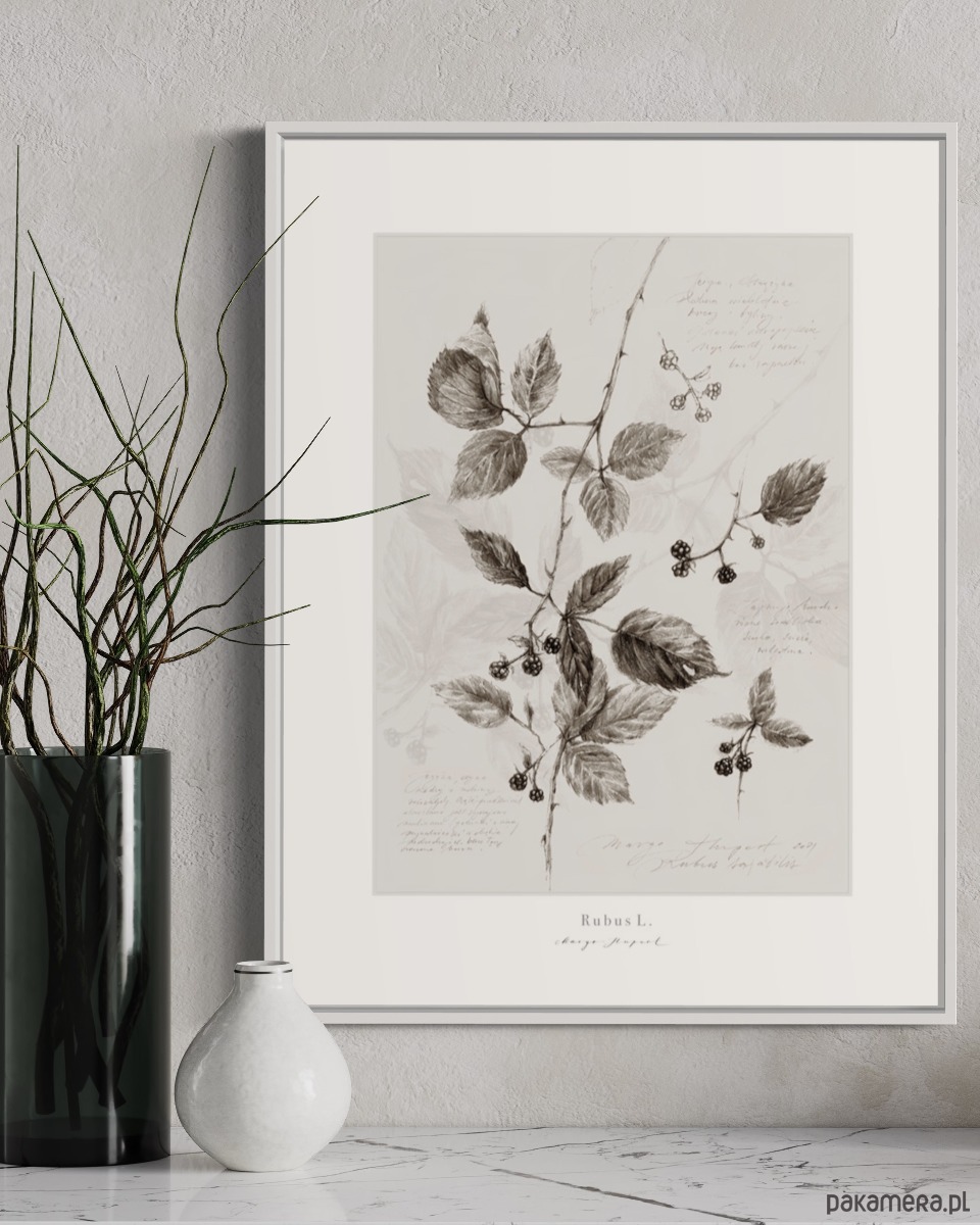 plakaty Plakat Jeżyna 2