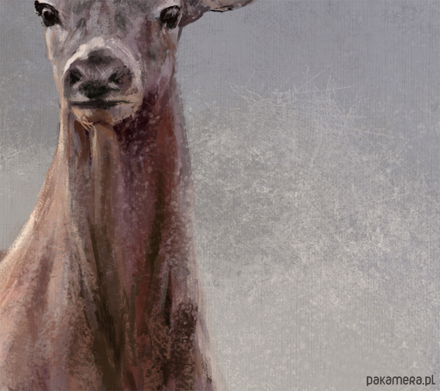 obrazy Obraz - Jeleń 2 - wydruk na płótnie 3