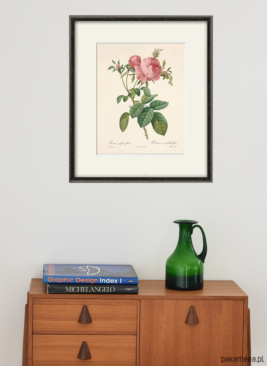 grafiki i ilustracje Róża stara Grafika  Rysunek kwiaty Ilustracja Druk Botaniczny prezent 3
