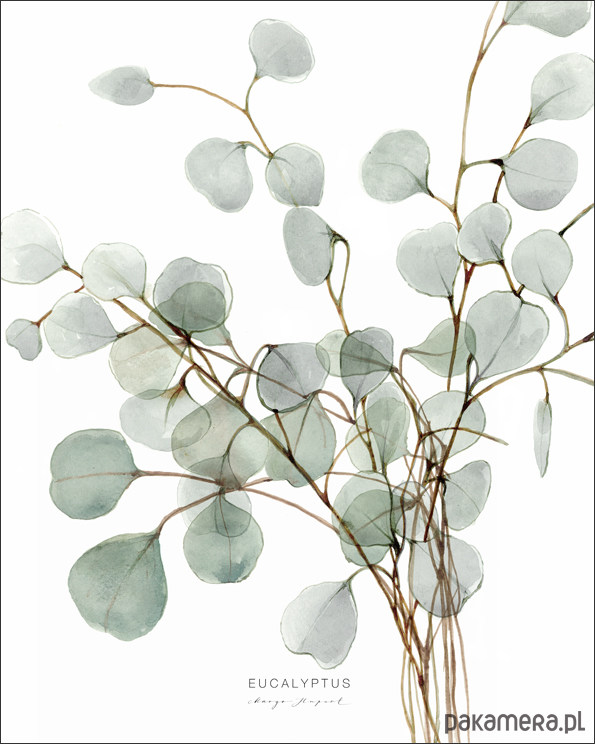 plakaty Eucalyptus / Fine art Print 1