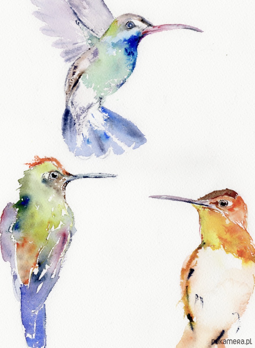 obrazy Oryginalna akwarela. Kolibry 2
