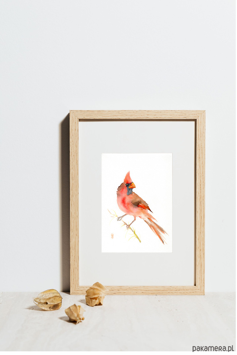obrazy Oryginalna akwarela. Kardynał 1