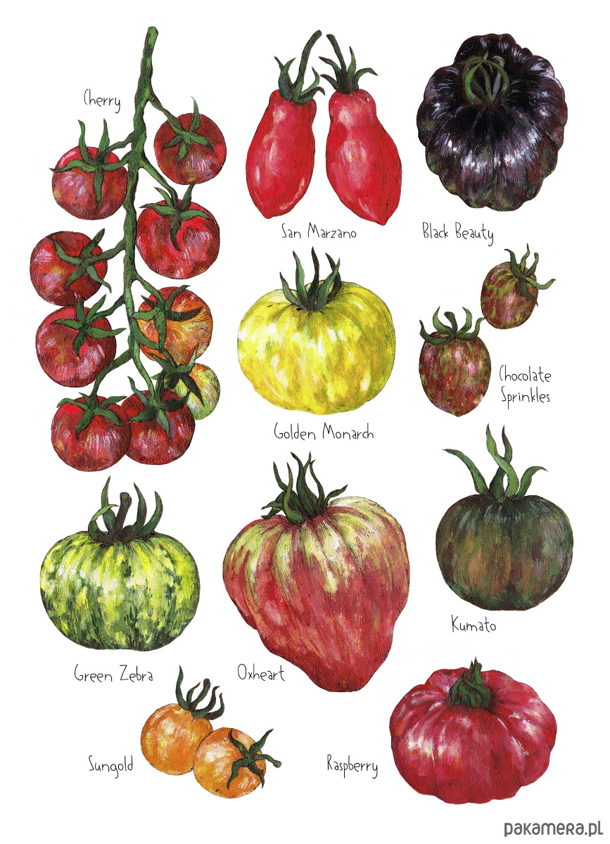 grafiki i ilustracje Pomidory- Grafika na ścianę- Ilustracja- Warzywniak 1
