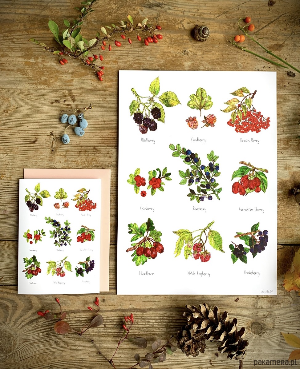 grafiki i ilustracje Owoce leśne- grafika na ścianę- ilustracja- las 2