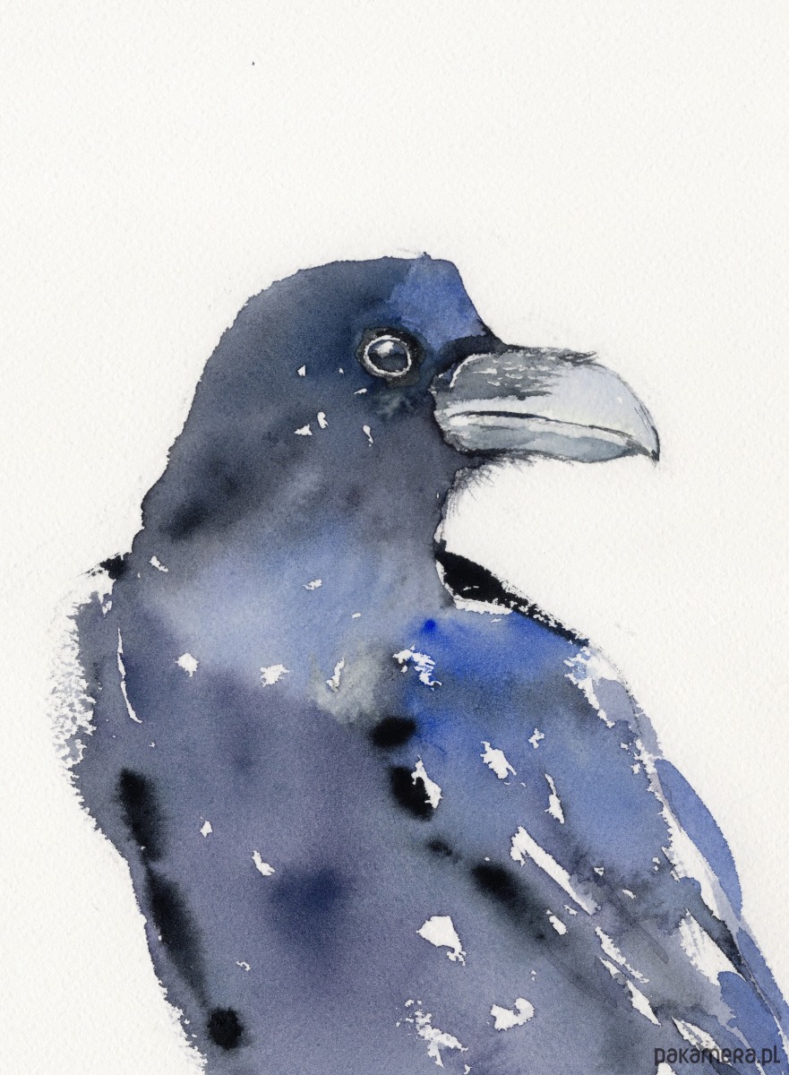 obrazy Oryginalna akwarela. Kruk 2