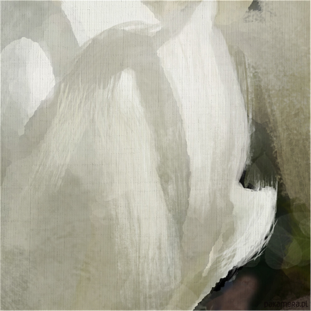 obrazy Obraz - Magnolia - wydruk na płótnie 2