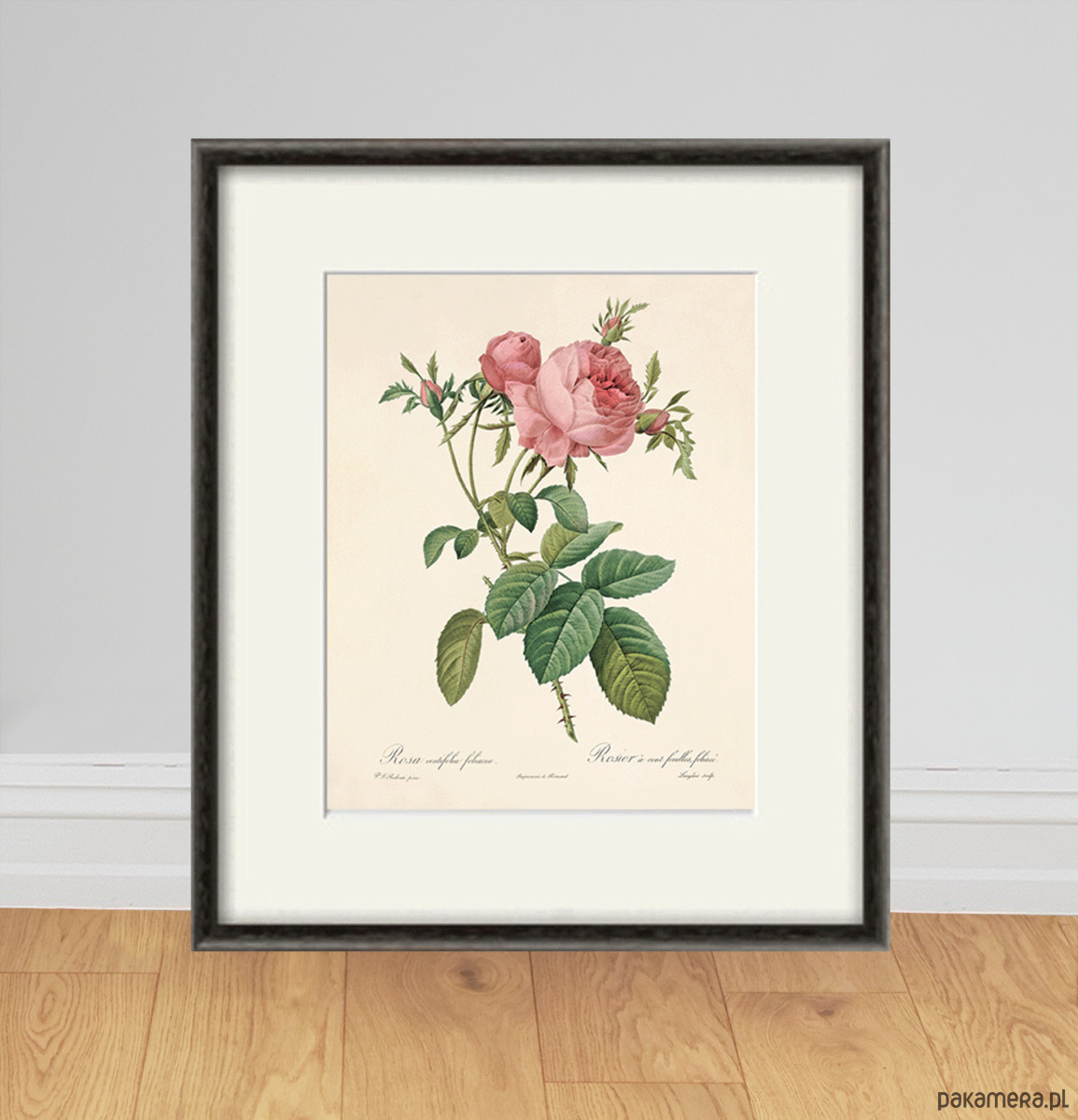 grafiki i ilustracje Róża stara Grafika  Rysunek kwiaty Ilustracja Druk Botaniczny prezent 8