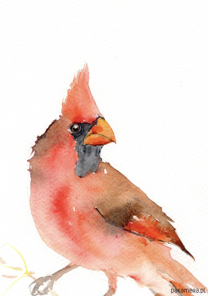 obrazy Oryginalna akwarela. Kardynał 2