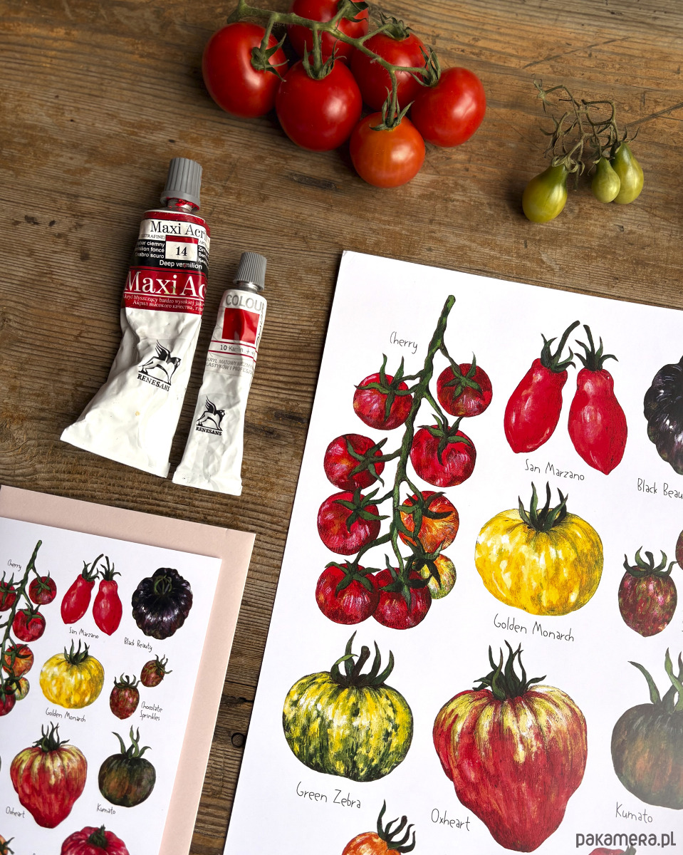 grafiki i ilustracje Pomidory- Grafika na ścianę- Ilustracja- Warzywniak 4