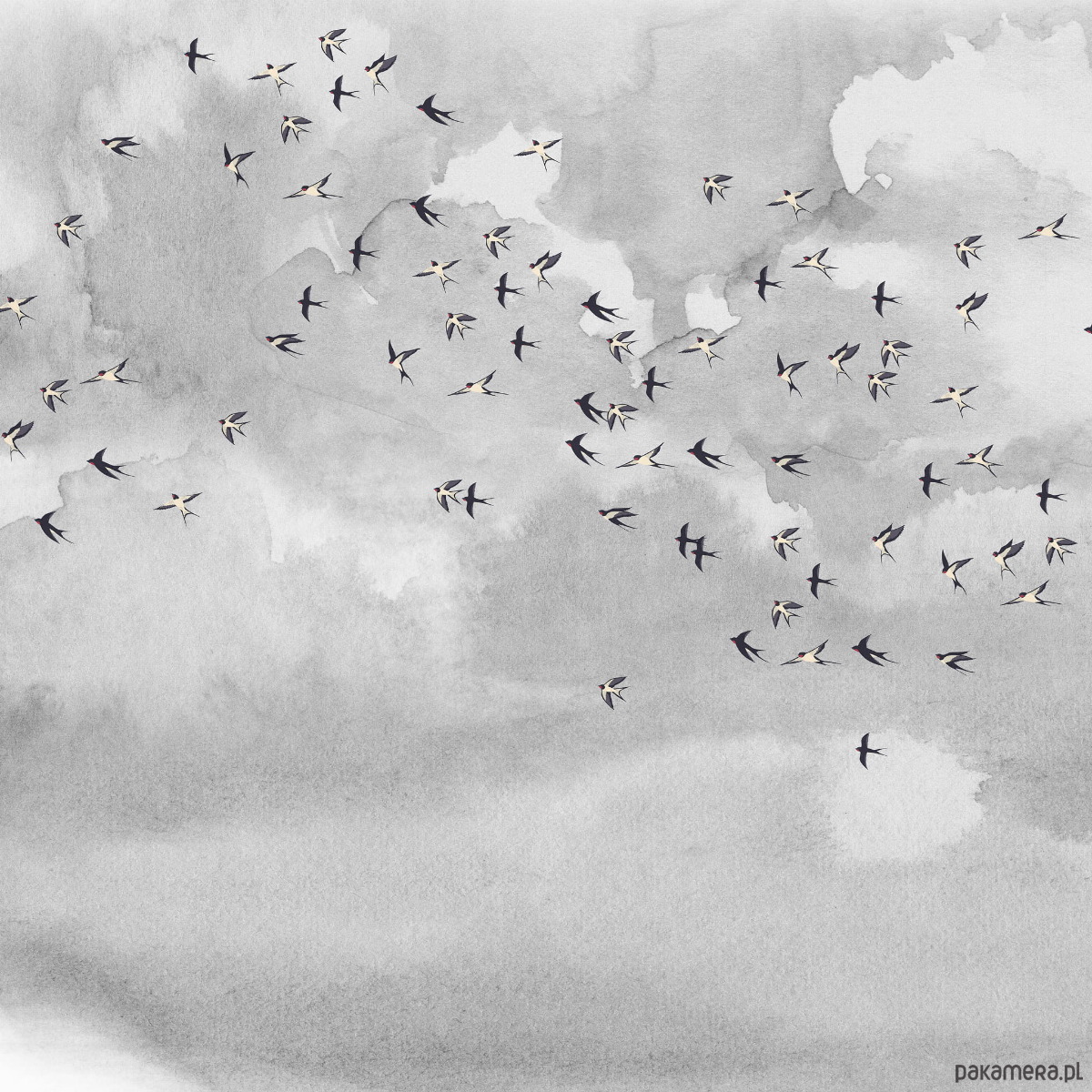 tapety i naklejki ścienne Tapeta Ptaki na niebie 1