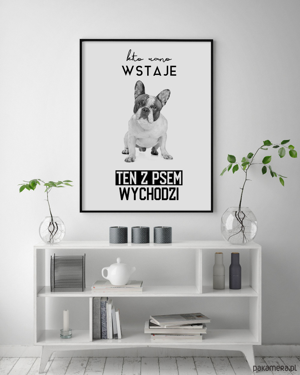 plakaty Plakat z psem - kto rano wstaje - buldog francuski 2