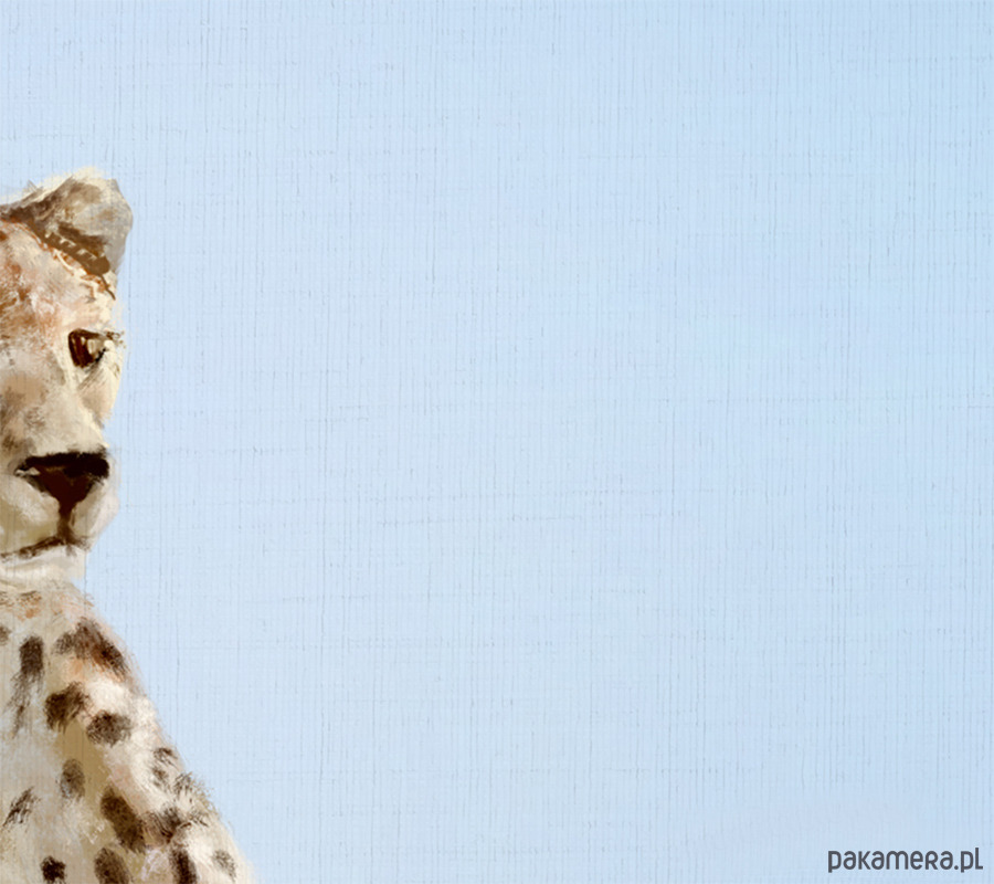 obrazy Obraz - Gepard - wydruk na płótnie 3