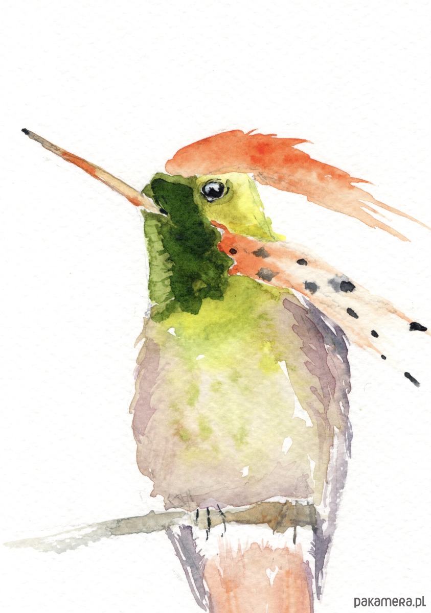 obrazy Oryginalna akwarela. Koliber 1