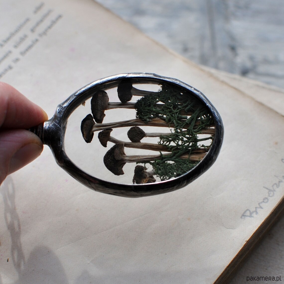 wisiory Las i Grzybki 2