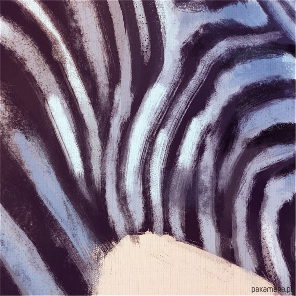 obrazy Obraz - Afryka, zebra - wydruk na płótnie 2