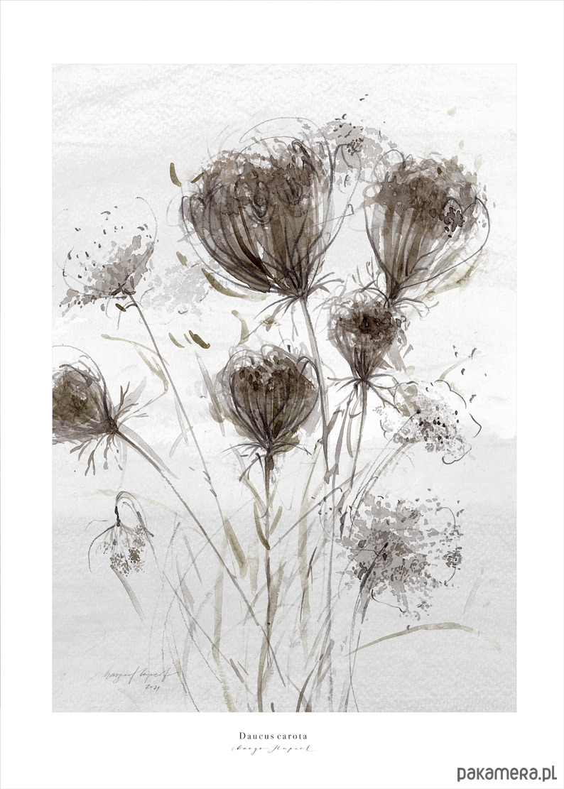 plakaty Plakat Dzika marchew / Fine Art Print 1