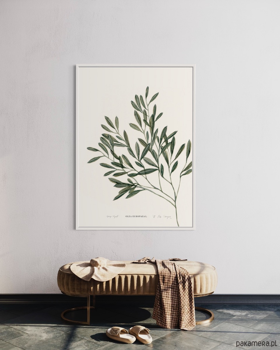 grafiki i ilustracje Olea Europea 1
