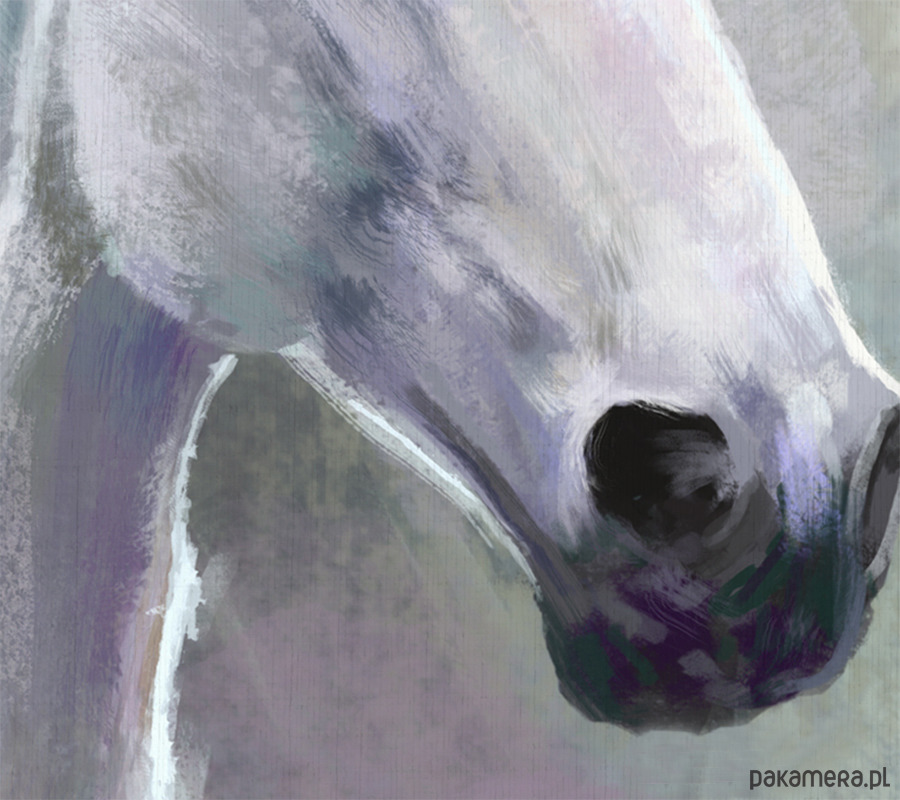 obrazy Obraz - Biały koń - wydruk na płótnie 3