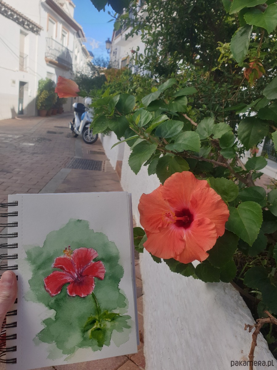 grafiki i ilustracje Obraz ręcznie malowany  Hiszpania Hibiskus 1