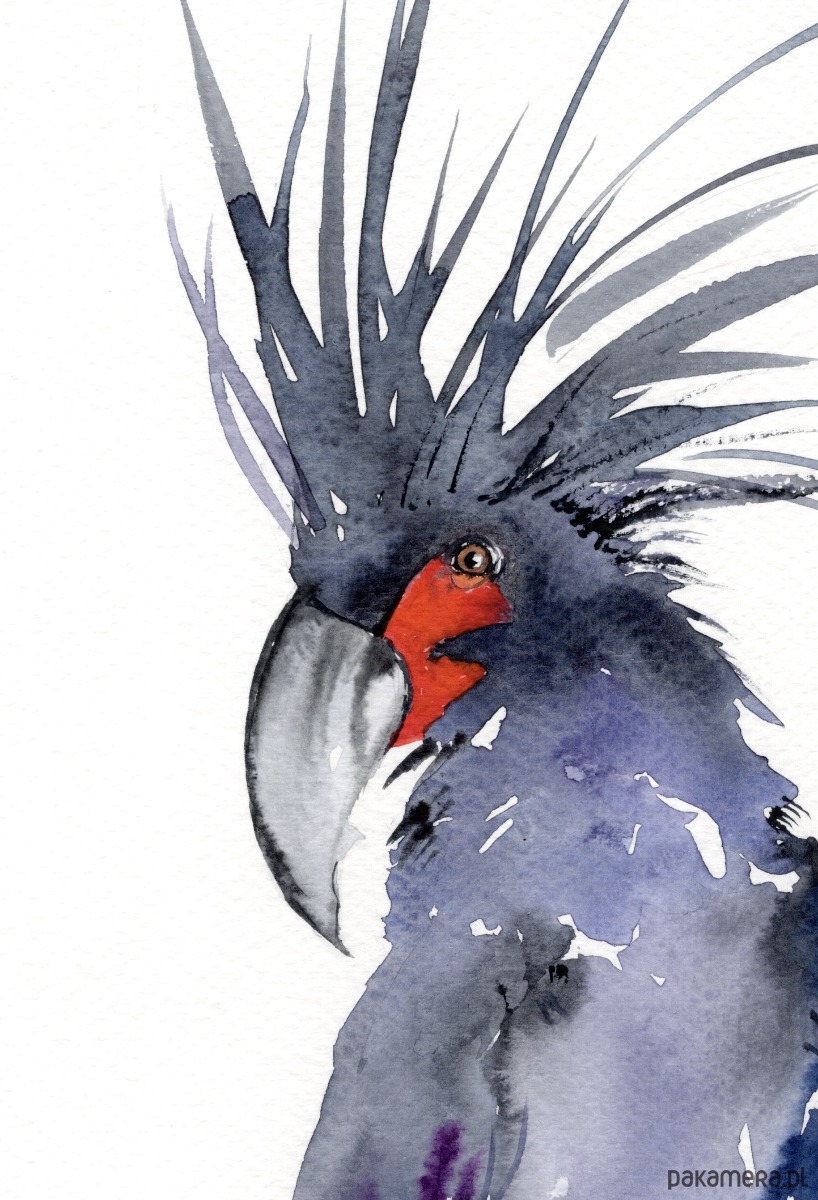 obrazy Oryginalna akwarela. Papuga 2