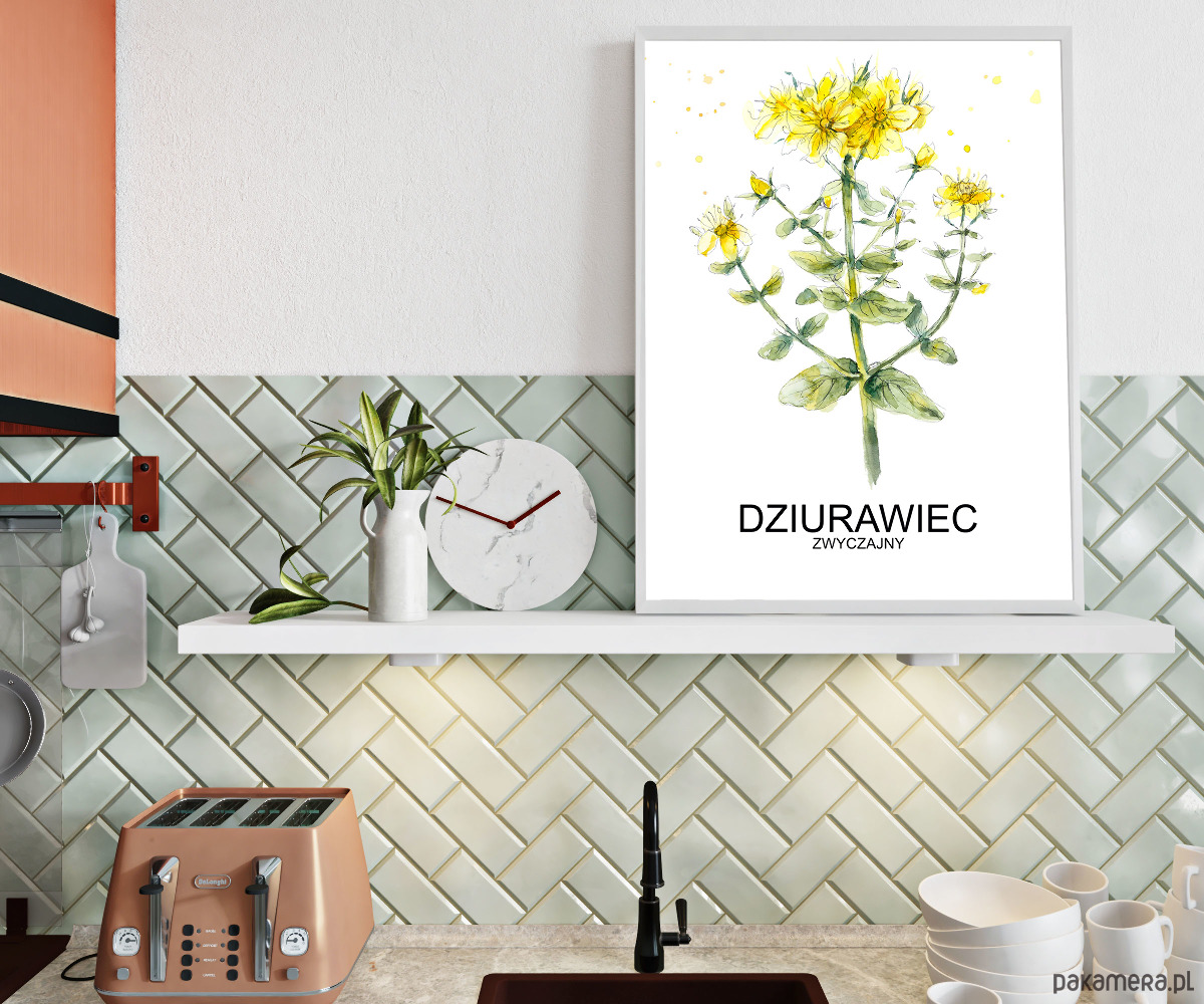 plakaty Plakat  GRAFIKA DZIURAWIEC warzywa ZIOŁA 1