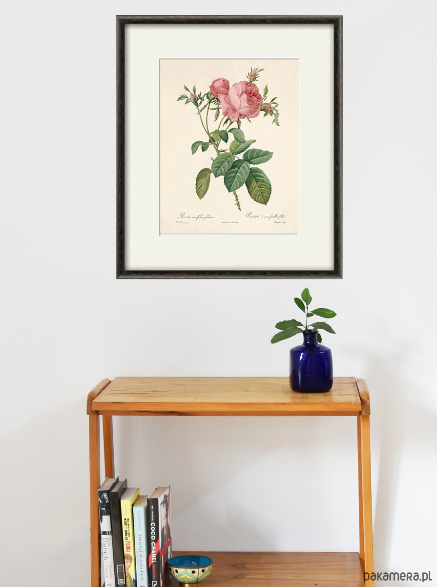 grafiki i ilustracje Róża stara Grafika  Rysunek kwiaty Ilustracja Druk Botaniczny prezent 4