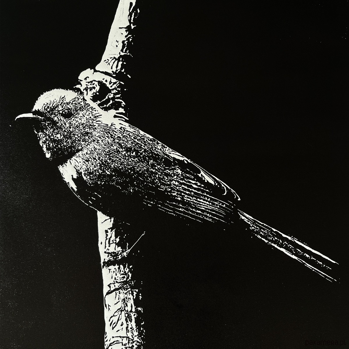 grafiki i ilustracje Linoryt "Little bird" - odbitka  40/60 cm, papier 50/70 cm 2