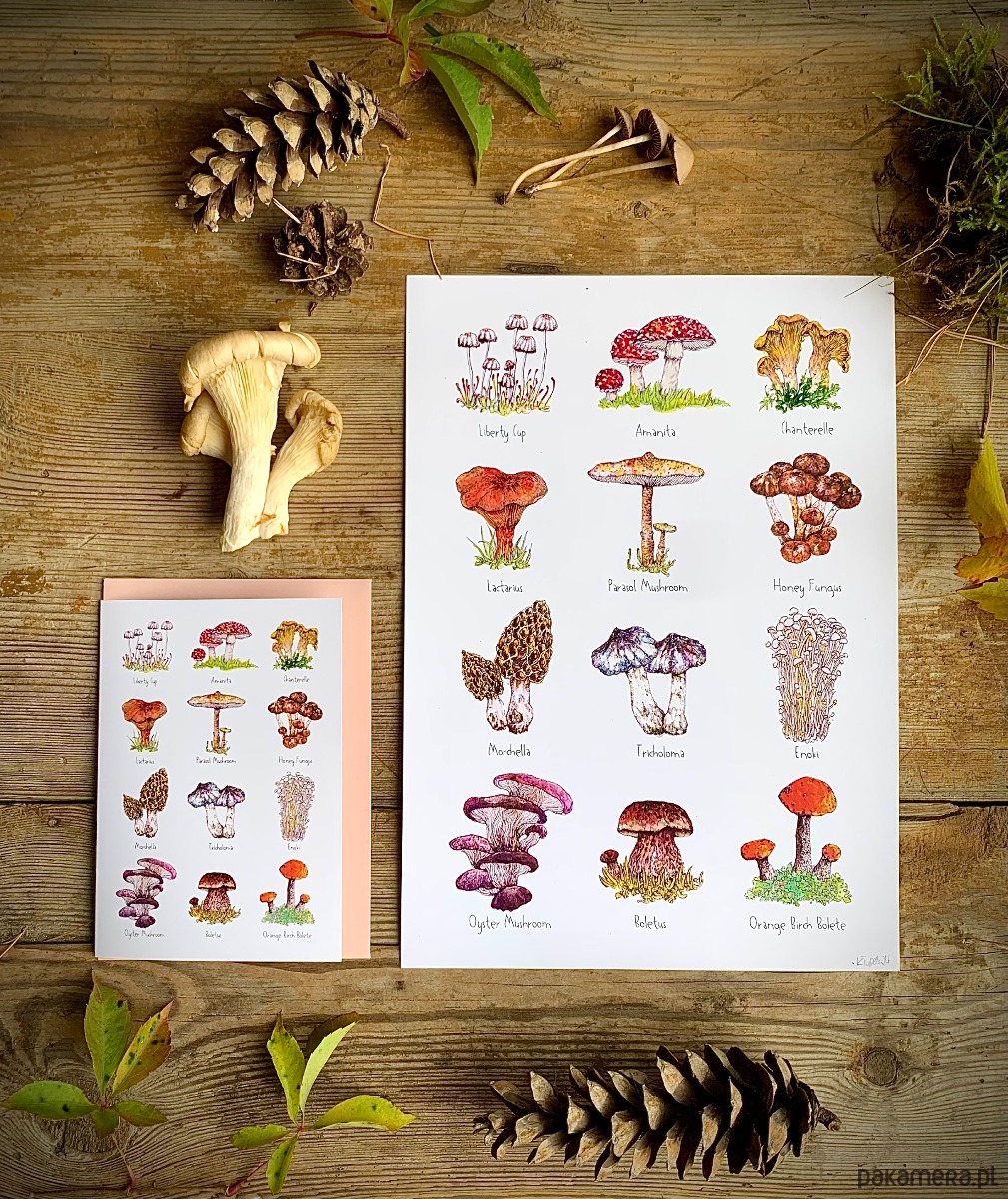kartki okolicznościowe - wydruki Grzyby- Kartka- Grafika- Ilustracja- Las 2