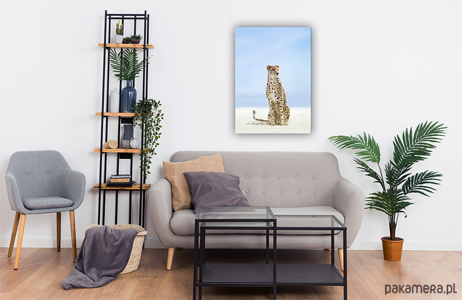 obrazy Obraz - Gepard - wydruk na płótnie 2