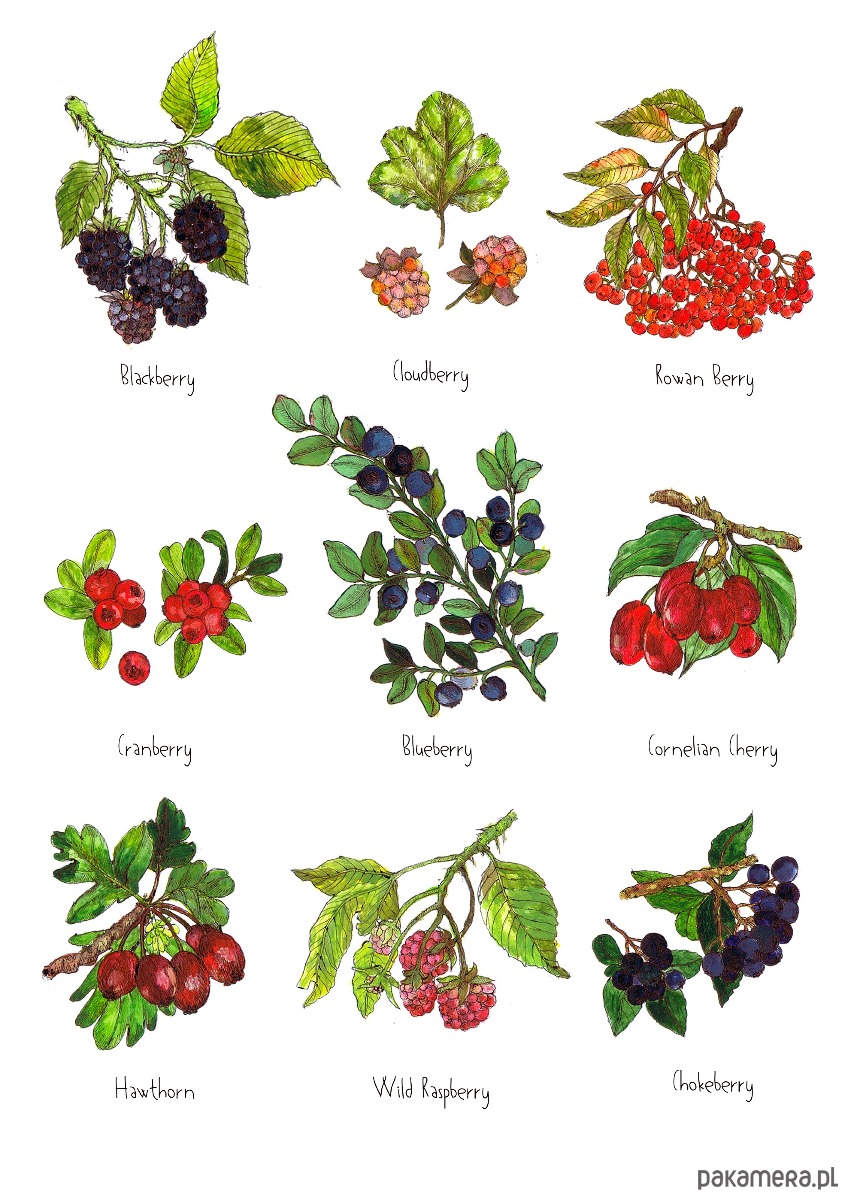 grafiki i ilustracje Owoce leśne- grafika na ścianę- ilustracja- las 1