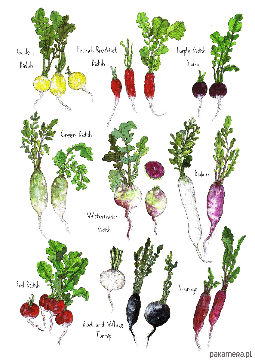 grafiki i ilustracje Rzodkiewki- grafika na ścianę- ilustracja- ogród 1