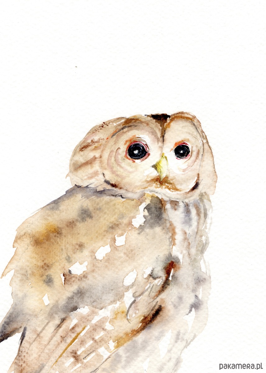 obrazy Oryginalna akwarela. Sowa 1