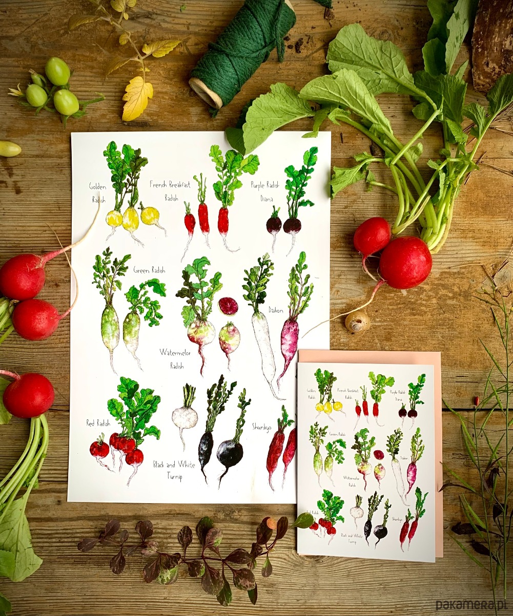 grafiki i ilustracje Rzodkiewki- grafika na ścianę- ilustracja- ogród 2