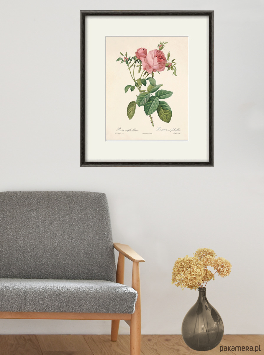 grafiki i ilustracje Róża stara Grafika  Rysunek kwiaty Ilustracja Druk Botaniczny prezent 6