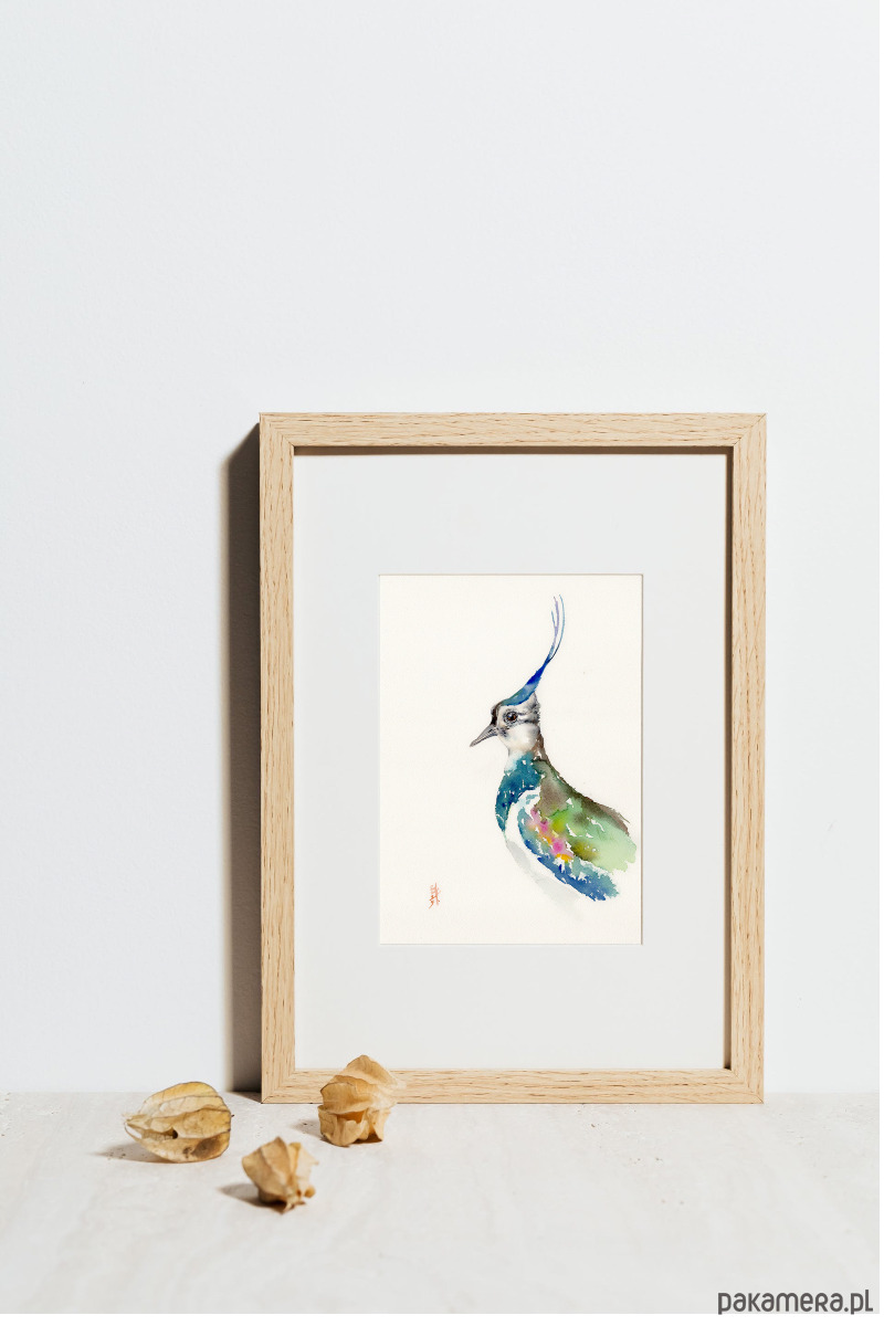 obrazy Oryginalna akwarela. Czajka 2