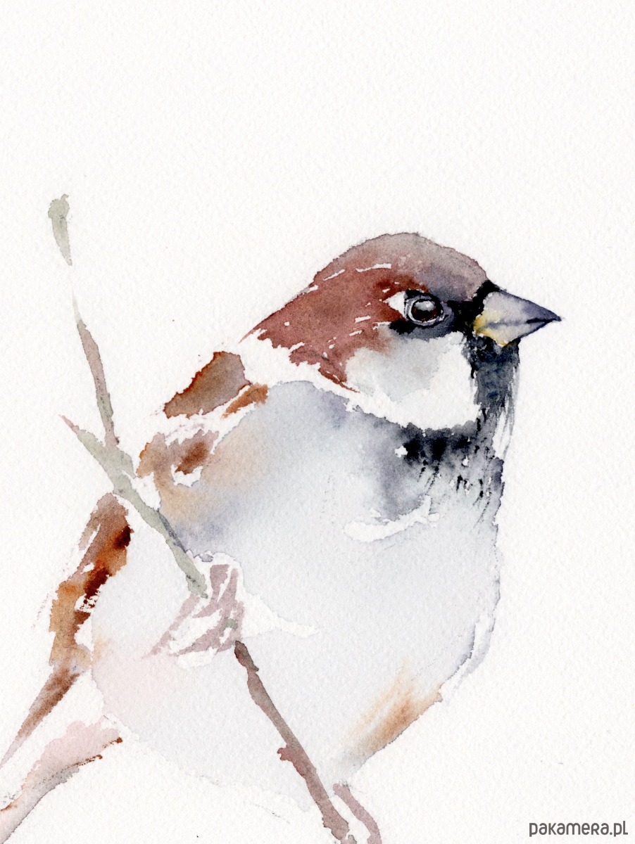 obrazy Oryginalna akwarela. Wróbel 2