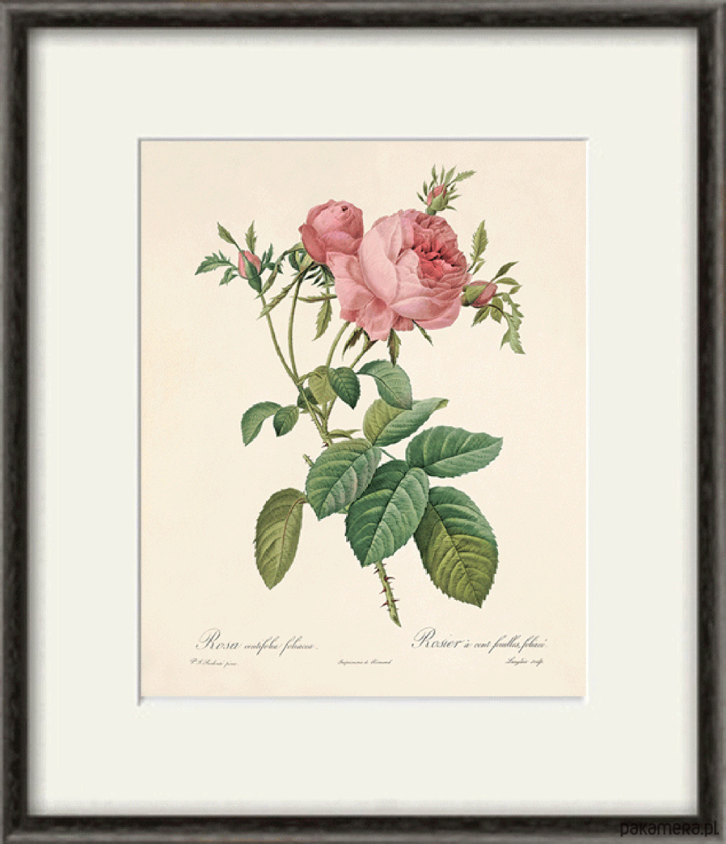 grafiki i ilustracje Róża stara Grafika  Rysunek kwiaty Ilustracja Druk Botaniczny prezent 1