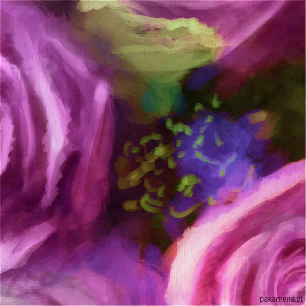 obrazy Obraz - Różowe róże - wydruk na płótnie 2