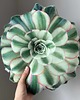 poduszki z grafiką Poduszka mały Sukulent Aeonium 1