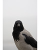 fotografia Ptak 1