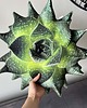 poduszki z grafiką Poduszka Aloes Sukulent 2